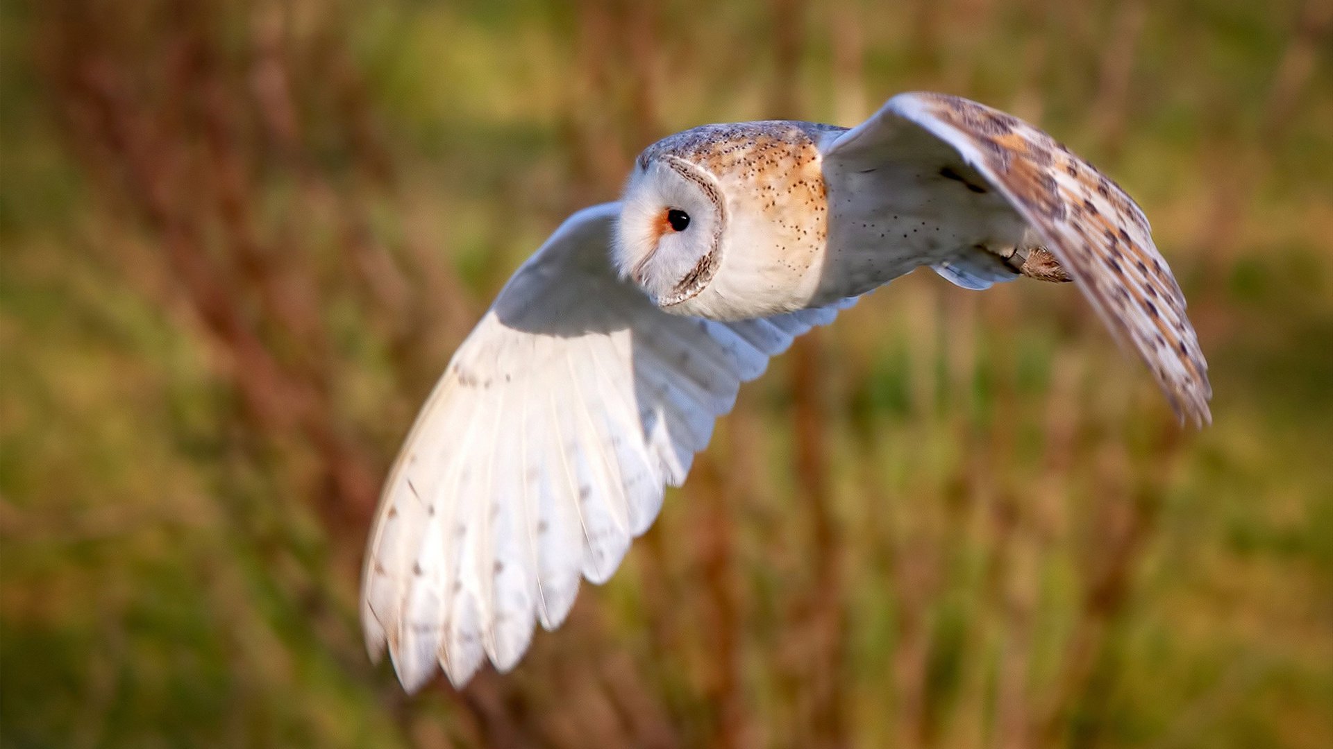 《虚拟主播与电竞:新兴娱乐生态的双赢合作》,虚拟主播有什么意义