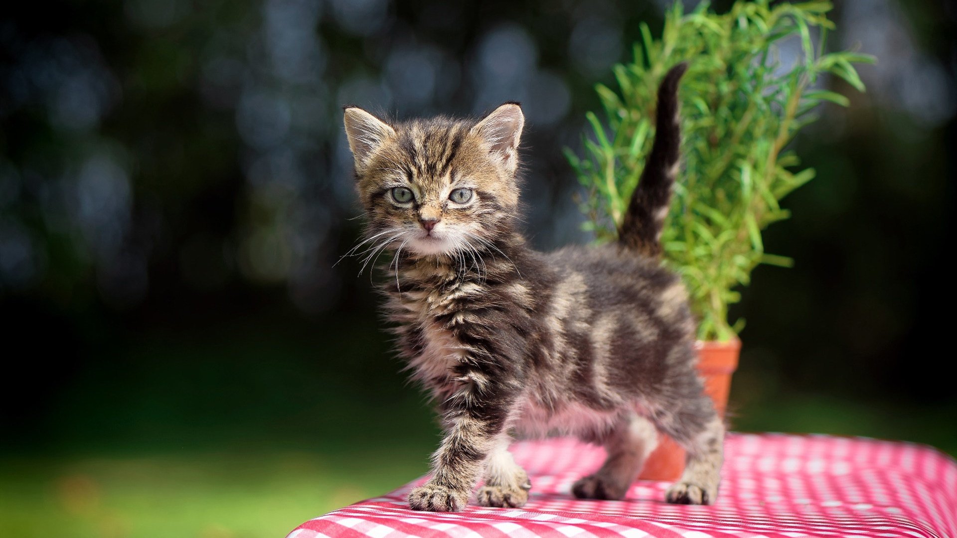 【“无裁判”比赛】机械判决全面实现,是否会削弱比赛魅力?,无视裁判