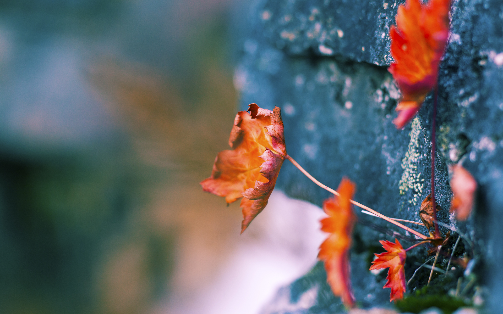 新加坡骑手Alice Shi在Jumping World Challenge中获得B类组别前三名，成绩优异。