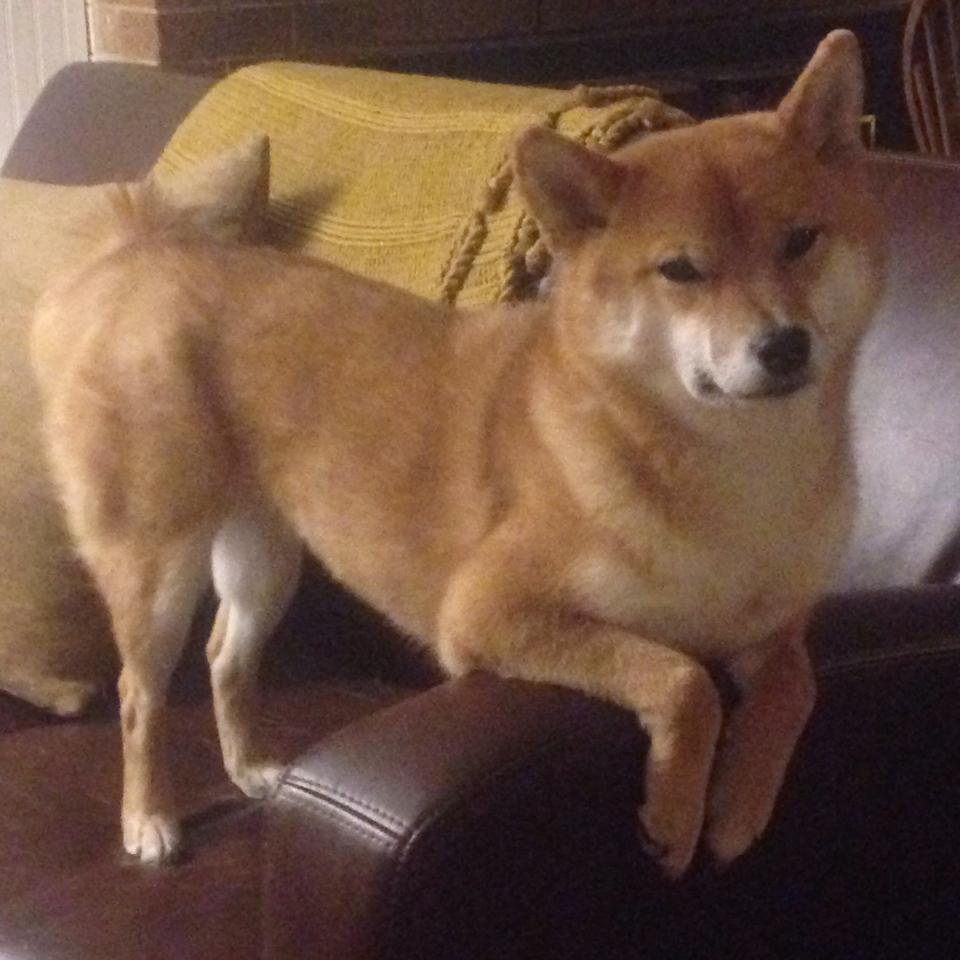 战术解析：不同球队的配置和变化背后，球队战术怎么设置